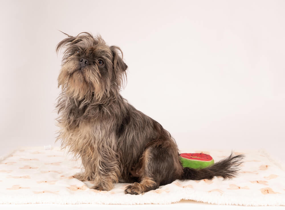 Pet Photography at Number 25 Studio in Pershore Worcestershire